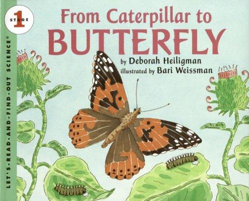 From Caterpillar to Butterfly book cover