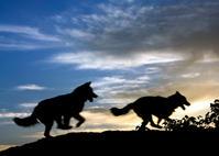 Wolf at the door book cover