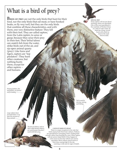 Eagle & Birds of Prey book cover