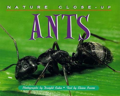 Ants book cover